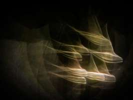 image: Muscaris 2017 III