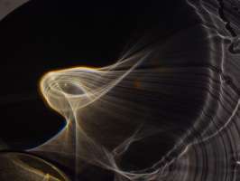 image: Spritziger Rabe 2016 IV