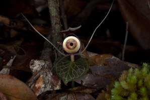 image: irrealitäten