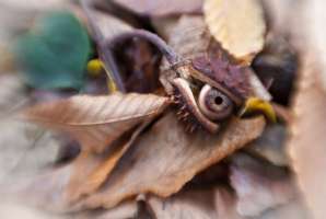 image: Autumn's Eyes